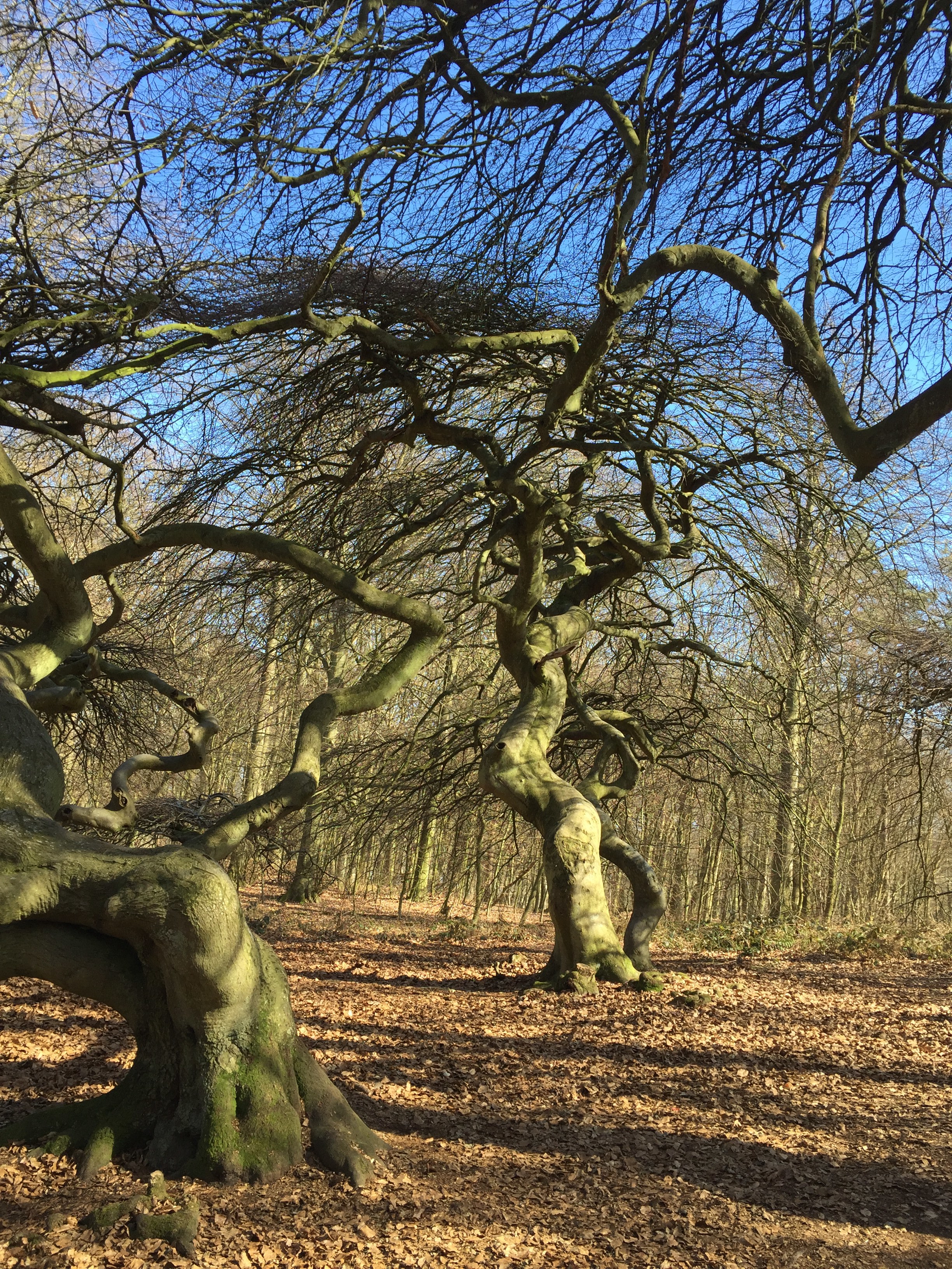Semperwald bei Lietzow